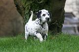 DALMATIEN 470